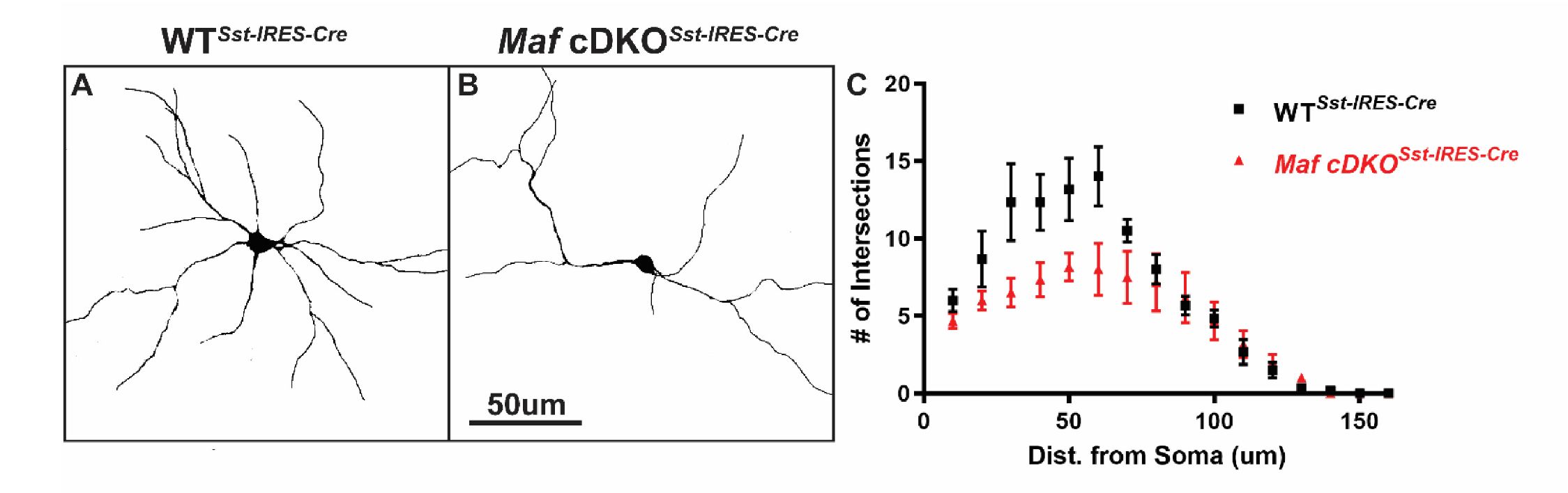 Maf And Mafb Control Mouse Pallial Interneuron Fate And Maturation Through Neuropsychiatric Disease Gene Regulation Elife