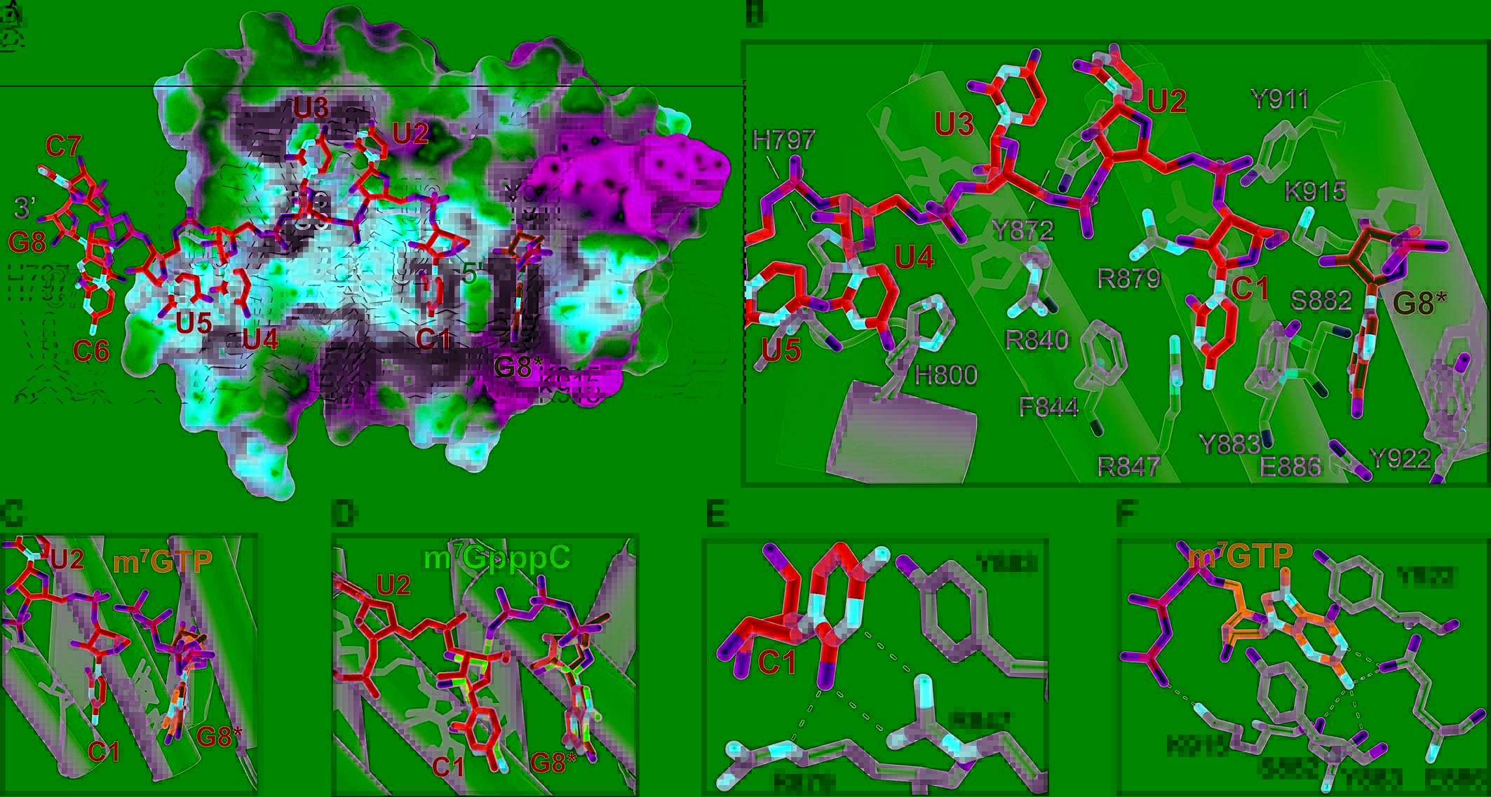 La Related Protein 1 Larp1 Binds The Mrna Cap Blocking Eif4f Assembly On Top Mrnas Elife